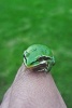 A Tiny Frog on My Finger - Blank 150 Page Lined Journal for Your Thoughts, Ideas, and Inspiration (Paperback) - Unique Journal Photo