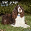 English Springer Spaniel (US) Calendar 2017 (Paperback) - Avonside Publishing Ltd Photo