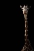 Cool African Giraffe in the Dark Journal - 150 Page Lined Notebook/Diary (Paperback) - Cs Creations Photo