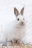 A White Snowshoe Hare Under a Spruce Tree Journal - 150 Page Lined Notebook/Diary (Paperback) - Cs Creations Photo