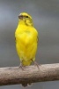 Wild Yellow Cape Canary Journal - 150 Page Lined Notebook/Diary (Paperback) - Cool Image Photo