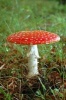 Red Mushroom Journal - 150 Page Lined Notebook/Diary (Paperback) - Cool Image Photo