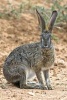 African Scrub Hare Journal - 150 Page Lined Notebook/Diary (Paperback) - Cool Image Photo