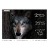 Creatures of the Night (Postcard book or pack) -  Photo