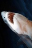 Too Close to the Great White Shark Journal - 150 Page Lined Notebook/Diary (Paperback) - Cool Image Photo