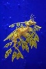 Sea Dragon in a Singapore Aquarium Journal - 150 Page Lined Notebook/Diary (Paperback) - Cool Image Photo