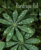 Raindrops Roll (Hardcover) - April Pulley Sayre Photo