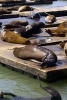 Harbor Seals on the Dock in San Francisco, California - Blank 150 Page Lined Journal for Your Thoughts, Ideas, and Inspiration (Paperback) - Unique Journal Photo