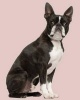 Boston Terrier -  Journal/Notebook/Diary, 160 Pages (Paperback) - Artified Pets Photo