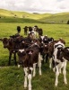 Jumbo Oversized Herd of Cattle in the Green New Zealand Countryside - Blank 150 Page Lined Journal for Your Thoughts, Ideas, and Inspiration (Paperback) - Unique Journal Photo