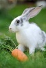 White and Gray Rabbit with a Carrot Journal - 150 Page Lined Notebook/Diary (Paperback) - Cs Creations Photo