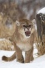 Angry Mountain Lion Journal - 150 Page Lined Notebook/Diary (Paperback) - Cool Image Photo