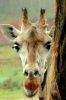 Sweet African Giraffe Close Up Portrait Journal - 150 Page Lined Notebook/Diary (Paperback) - Cs Creations Photo