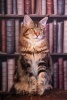 Maine Coon Tabby Cat in the Library Journal - 150 Page Lined Notebook/Diary (Paperback) - Cool Image Photo