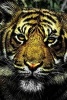 Painted Portrait of a Tiger - Blank 150 Page Lined Journal for Your Thoughts, Ideas, and Inspiration (Paperback) - Unique Journal Photo