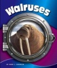 Walruses (Hardcover) - Kara L Laughlin Photo