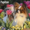 Papillon Calendar 2017 (Paperback) - Avonside Publishing Ltd Photo