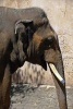 Elephant Portrait Journal - 150 Page Lined Notebook/Diary (Paperback) - Cs Creations Photo