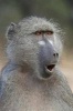 Not So Soon, Big Baboon Journal - 150 Page Lined Notebook/Diary (Paperback) - Cool Image Photo