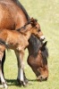 Grazing Mare and Her Foal - Mama and Baby Horse Journal: 150 Page Lined Notebook/Diary (Paperback) - Cs Creations Photo