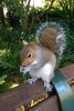 Cute Squirrel on a Park Bench Journal - 150 Page Lined Notebook/Diary (Paperback) - Cs Creations Photo