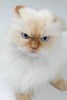 Persian Cat Is Pissed Journal - 150 Page Lined Notebook/Diary (Paperback) - Cool Image Photo