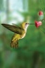 Hummingbird Blank Journal (Hardcover) - Nodin Press Photo