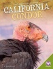 California Condor (Hardcover) - Amanda Lanser Photo