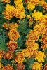 Marigold Flowers Blooming in Germany - Blank 150 Page Lined Journal for Your Thoughts, Ideas, and Inspiration (Paperback) - Unique Journal Photo