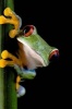 Say Hello to the Red-Eyed Tree Frog Journal - 150 Page Lined Notebook/Diary (Paperback) - Cool Image Photo