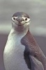 An Oh So Cute Chinstrap Penguin Portrait Journal - 150 Page Lined Notebook/Diary (Paperback) - Cs Creations Photo