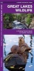 Great Lakes Wildlife - A Folding Pocket Guide to Familiar Species (Pamphlet) - James Kavanagh Photo