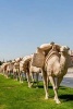 Camel Caravan Statues in Gazlanep Turkey Journal - 150 Page Lined Notebook/Diary (Paperback) - Cs Creations Photo