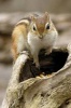 Say Hello to the Chipmunk Journal - 150 Page Lined Notebook/Diary (Paperback) - Cool Image Photo