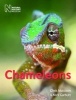 Chameleons (Paperback) - Chris Mattison Photo