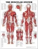 The Muscular System Anatomical Chart (Wallchart, New edition) - Anatomical Chart Company Photo