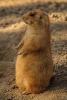 Prairie Dog Cynomys on the Lookout - Blank 150 Page Lined Journal for Your Thoughts, Ideas, and Inspiration (Paperback) - Unique Journal Photo