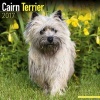 Cairn Terrier Calendar 2017 (Calendar) - Avonside Publishing Ltd Photo