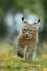 Eurasian Lynx on the Prowl Journal - 150 Page Lined Notebook/Diary (Paperback) - Cool Image Photo