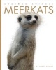 Meerkats (Hardcover) - Valerie Bodden Photo