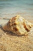 Whelk Shell on the Beach Journal - 150 Page Lined Notebook/Diary (Paperback) - Cool Image Photo