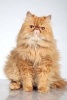 Ginger Persian Cat Journal - 150 Page Lined Notebook/Diary (Paperback) - Cool Image Photo