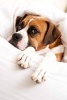 Sleepy Boxer Dog Under the Covers in Bed Journal - 150 Page Lined Notebook/Diary (Paperback) - Cs Creations Photo