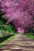 A Cherry Blossom Pathway in Chiang Mai Thailand Journal - 150 Page Lined Notebook/Diary (Paperback) - Cs Creations Photo