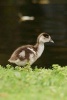 Baby Egyptian (Apocheri Aegyptiaca) Gosling Goose Journal - 150 Page Lined Notebook/Diary (Paperback) - Cs Creations Photo