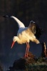 White Stork with Open Wings Journal - 150 Page Lined Notebook/Diary (Paperback) - Cool Image Photo