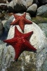 Sea Star or Starfish on Rocks of Aruba Journal - 150 Page Lined Notebook/Diary (Paperback) - Cool Image Photo