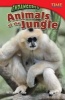 Endangered Animals of the Jungle (Paperback) - William Brice Photo