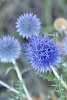 Blue Thistle Plant Journal - 150 Page Lined Notebook/Diary (Paperback) - Cs Creations Photo