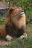 A Lion Sniffs the Air Journal - 150 Page Lined Notebook/Diary (Paperback) - Cool Image Photo